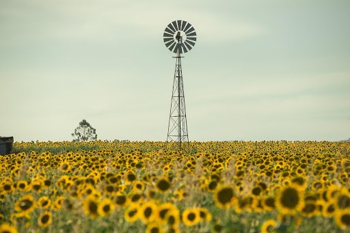 A windmill in the middle of sunflower plantation.